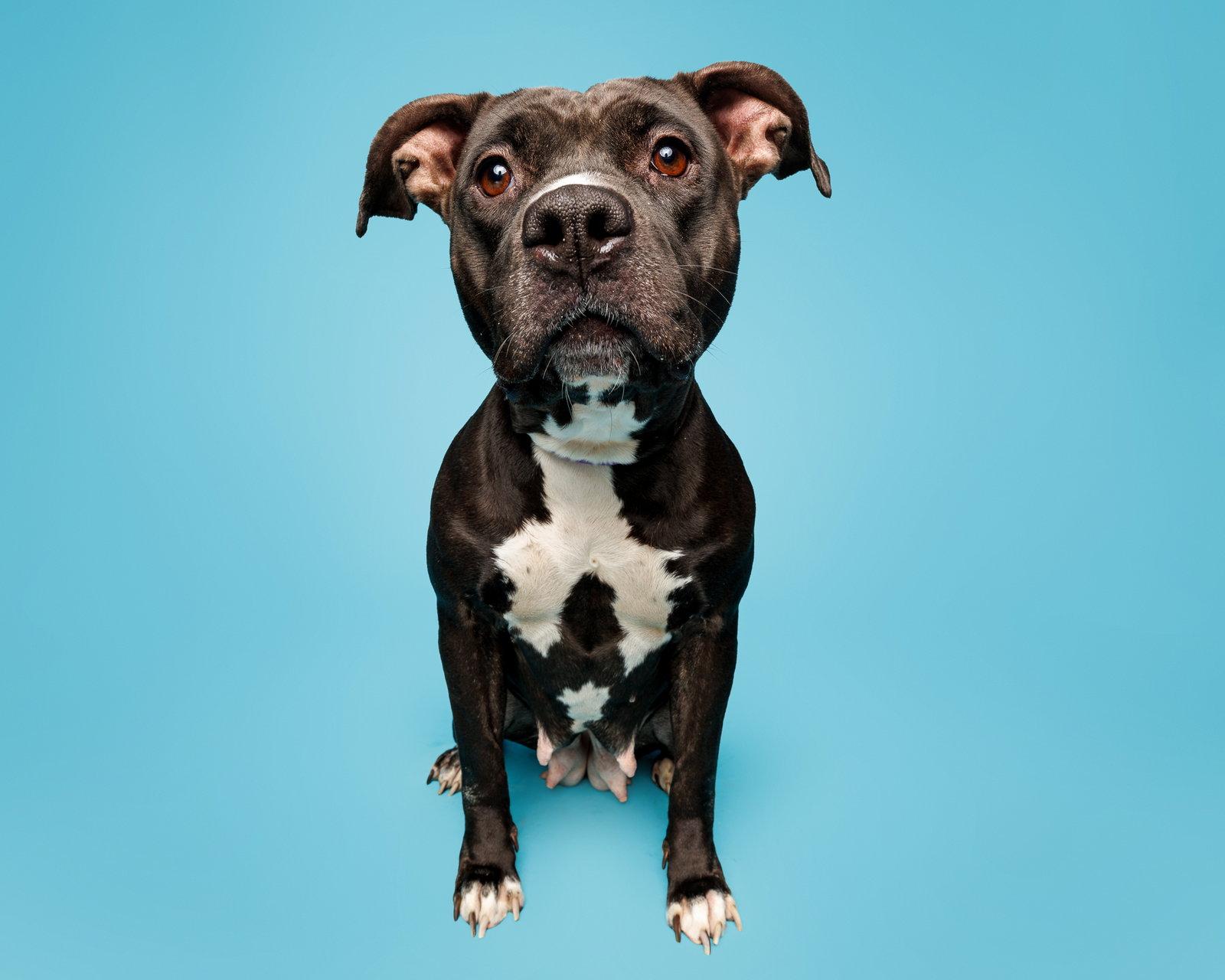 Mama Smurf, Adoptable, Adult Female Mixed Breed.