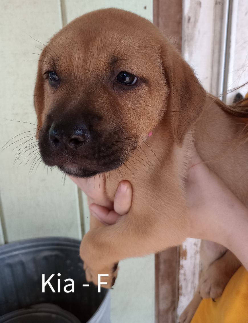 Kia, an adopted Labrador Retriever & Rhodesian Ridgeback Mix in Saint Augustine, FL_image-1