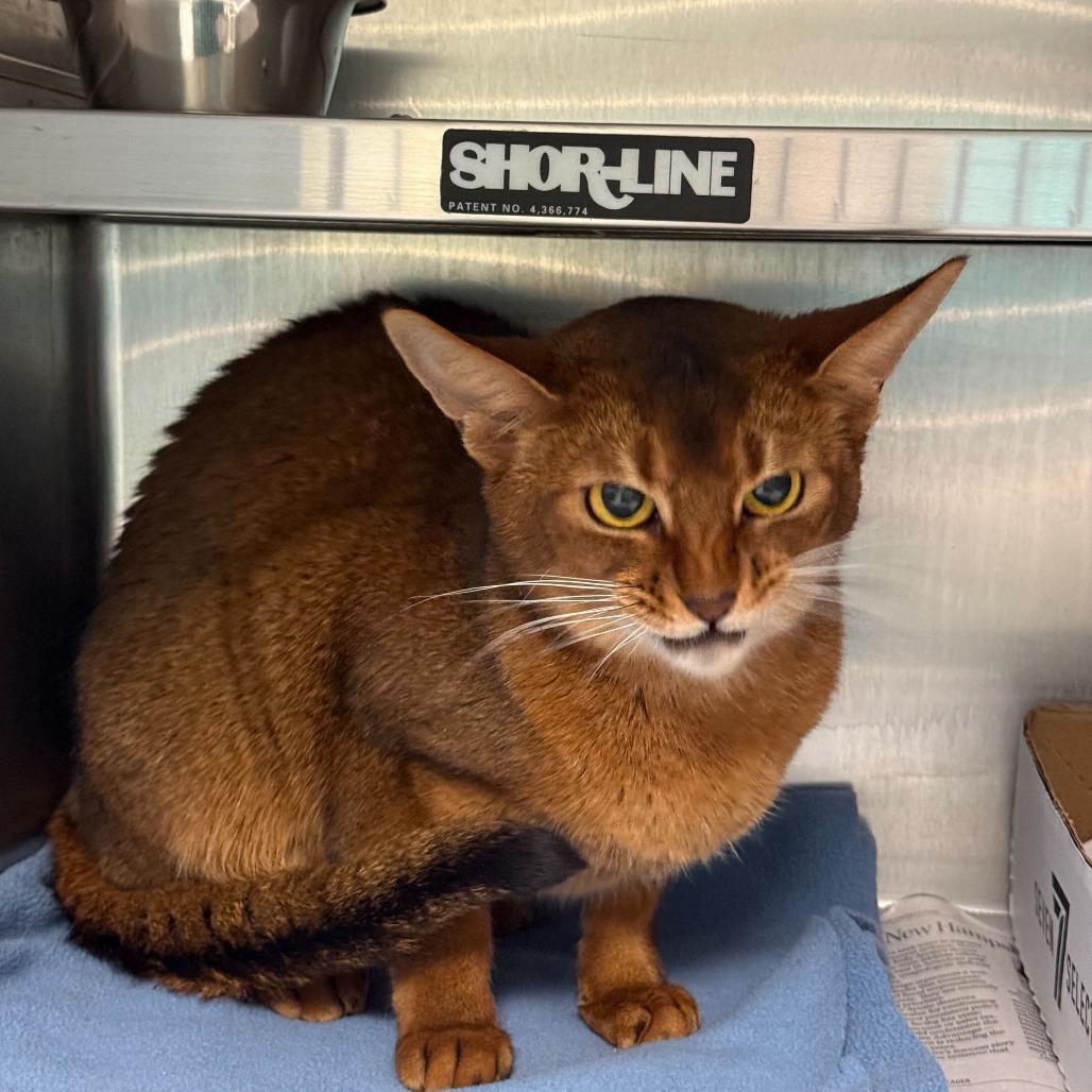 Sporty Spice, ADOPTABLE, Adult Female Domestic Short Hair.