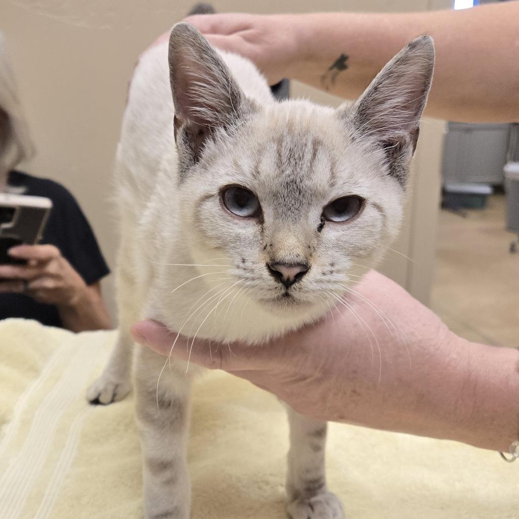 Enlarge Vanburen, a Adoptable Domestic Short Hair in Wickenburg, AZ image 1/1