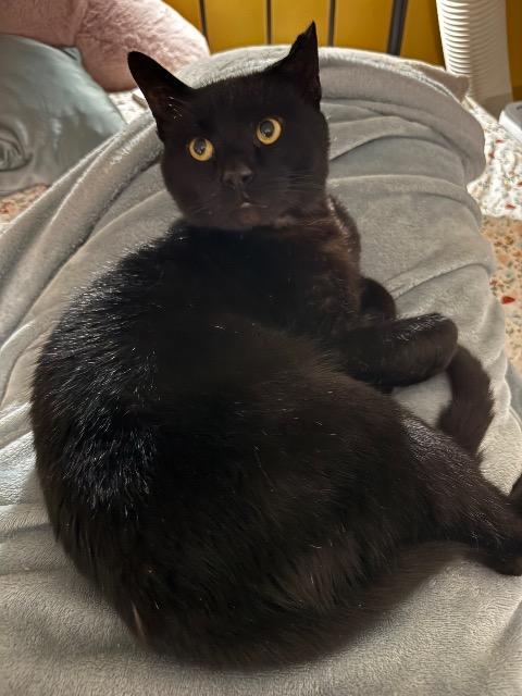 Chopzilla, Adoptable, Adult Male Domestic Short Hair.