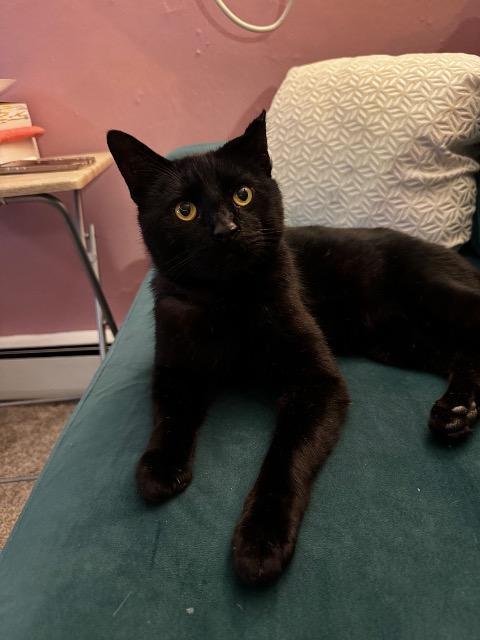 Enlarge Chopzilla, a Adoptable mixed breed in Cincinnati, OH image 2/6