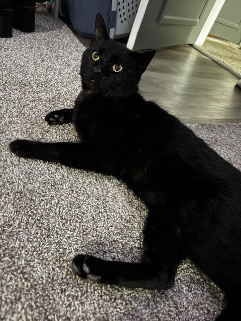 Enlarge Chopzilla, a Adoptable mixed breed in Cincinnati, OH image 3/6