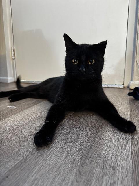 Enlarge Chopzilla, a Adoptable mixed breed in Cincinnati, OH image 4/6