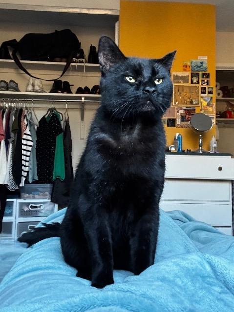 Enlarge Chopzilla, a Adoptable mixed breed in Cincinnati, OH image 5/6