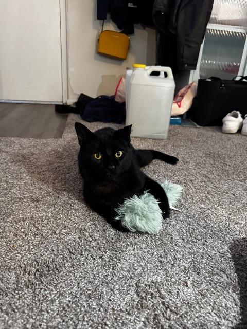 Enlarge Chopzilla, a Adoptable mixed breed in Cincinnati, OH image 6/6