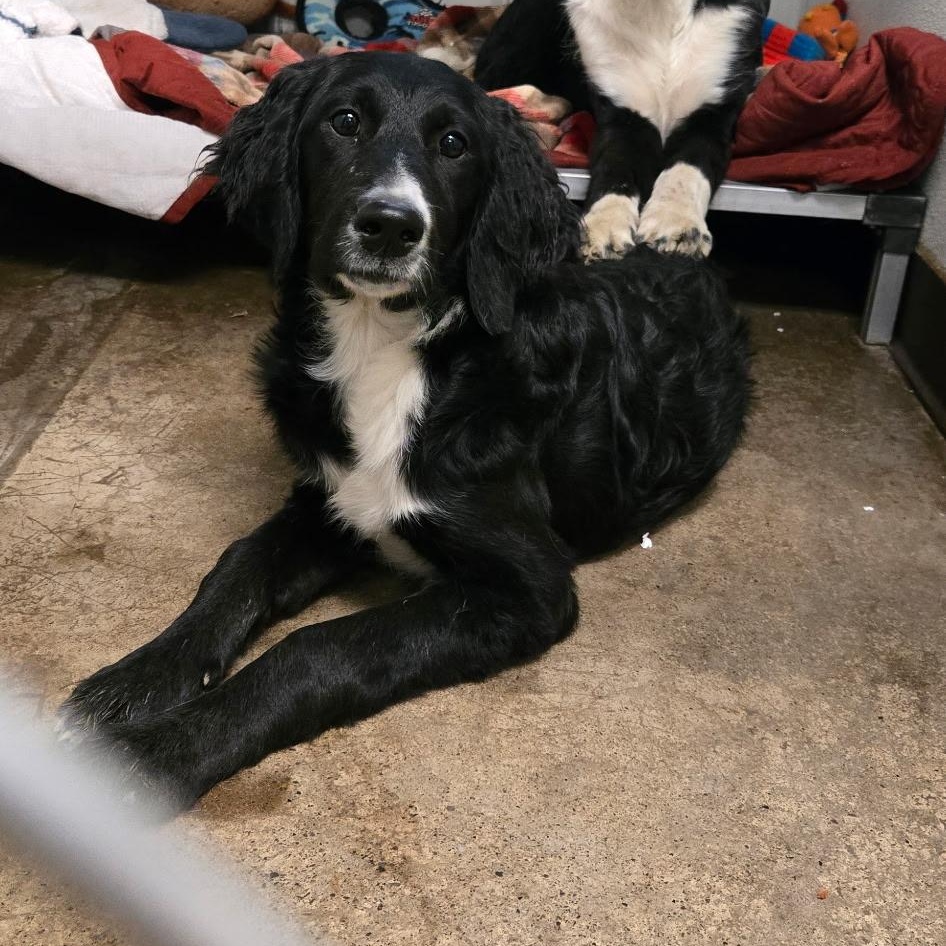 Enlarge Honda, a ADOPTABLE mixed breed in Pottsville, PA image 1/1