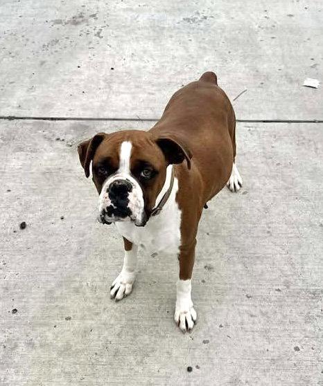 Vida, Adopted, Adult Female Boxer.