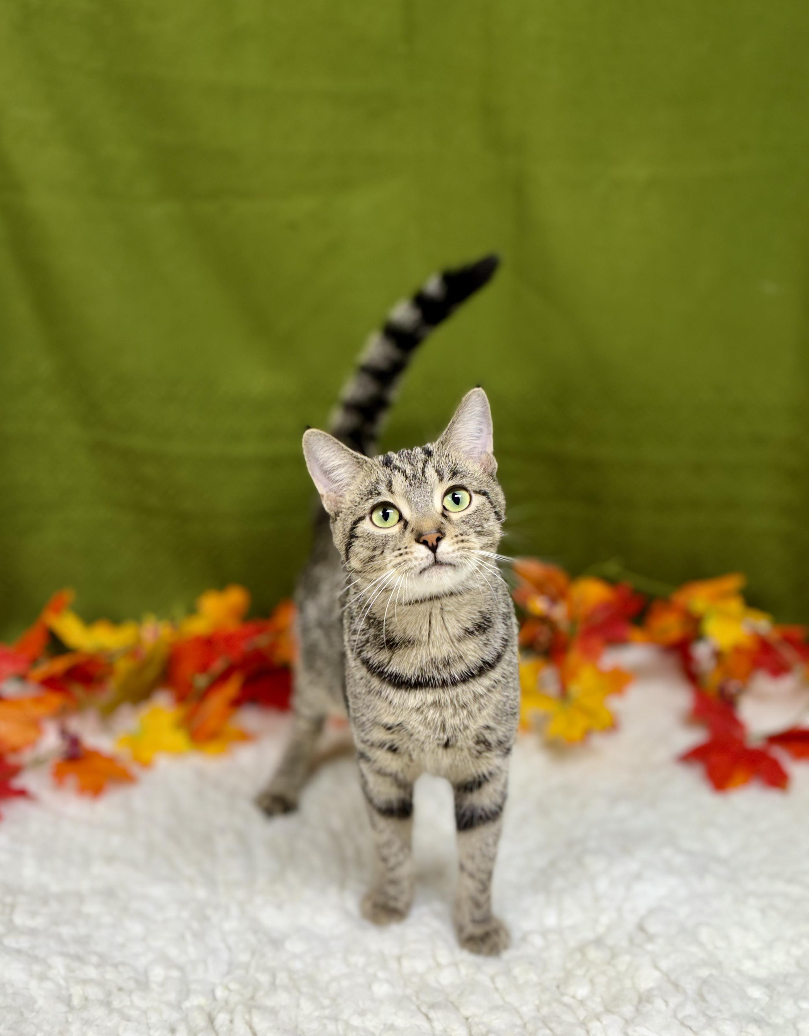 Enlarge DJ, a Adoptable mixed breed in Upper Sandusky, OH image 1/3