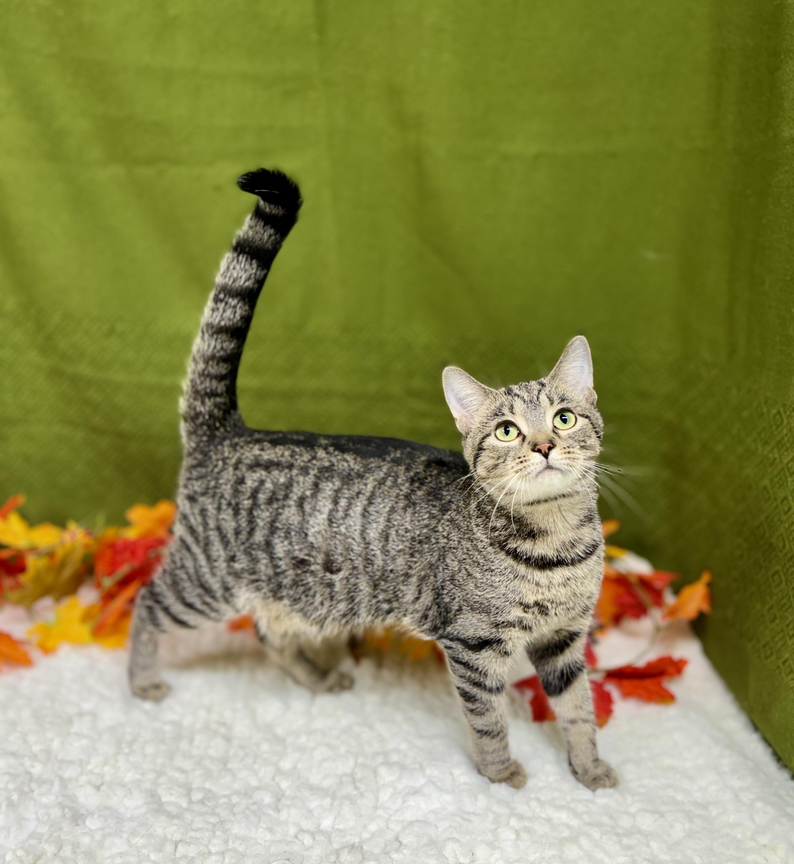 Enlarge DJ, a Adoptable mixed breed in Upper Sandusky, OH image 2/3