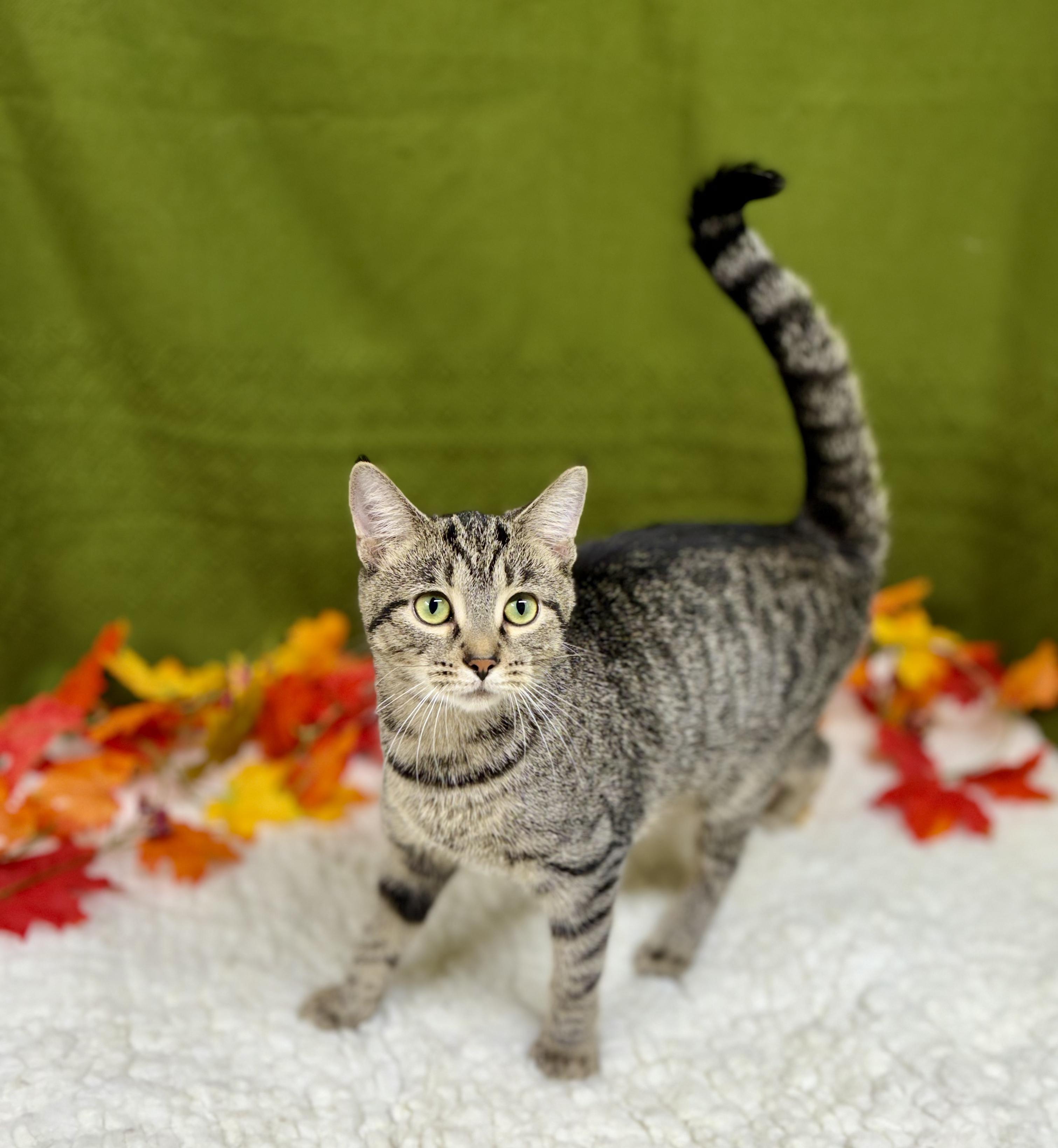 Enlarge DJ, a Adoptable mixed breed in Upper Sandusky, OH image 3/3