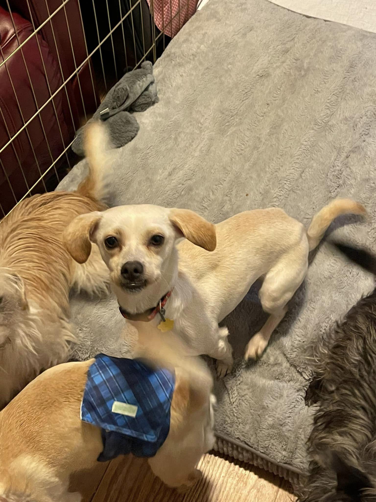 Blossom, Adoptable, Adult Female Scottish Terrier & Chihuahua.