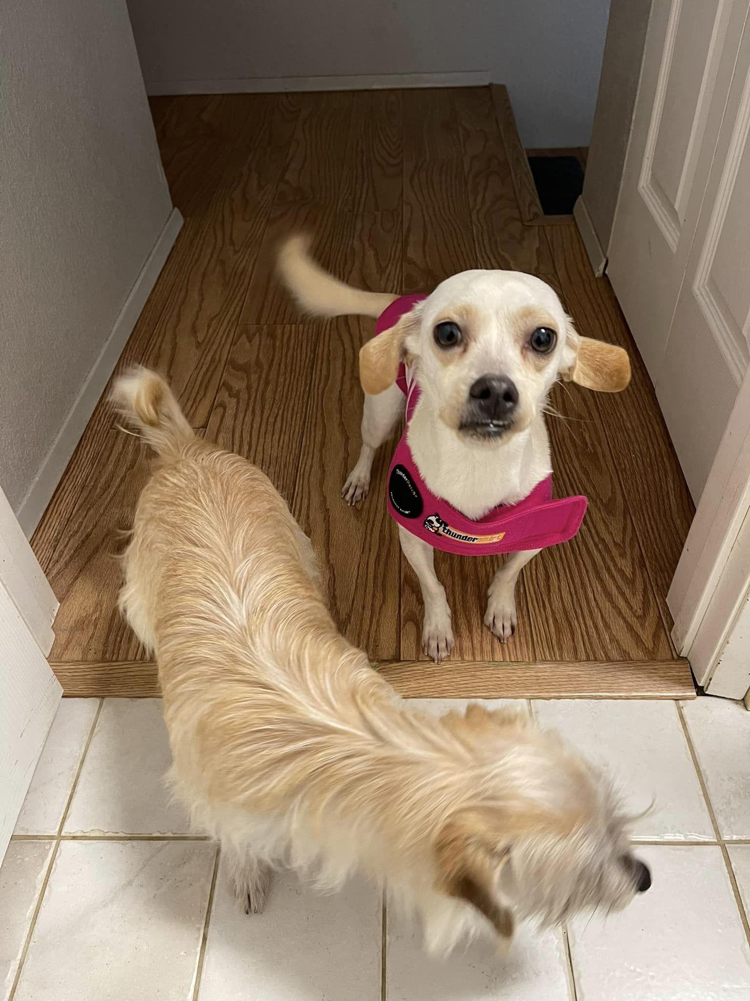 Enlarge Blossom, a Adoptable mixed breed in West Richland, WA image 2/3