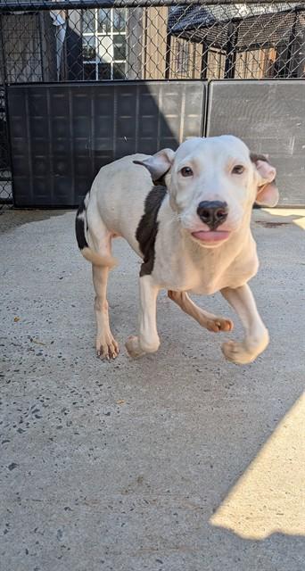 RIO, Adoptable, Puppy Male Whippet & Mixed Breed.
