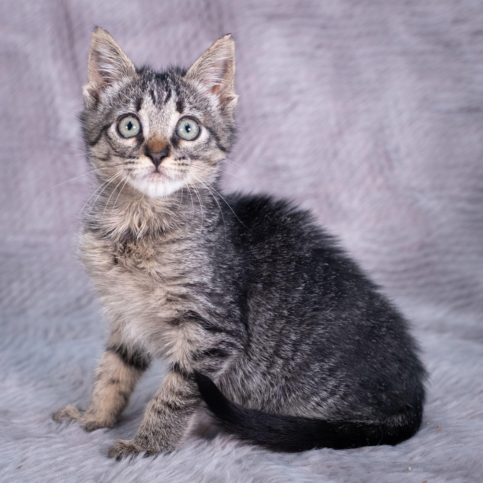 Pallas - Andrea foster, Adoptable, Kitten Female Domestic Short Hair.