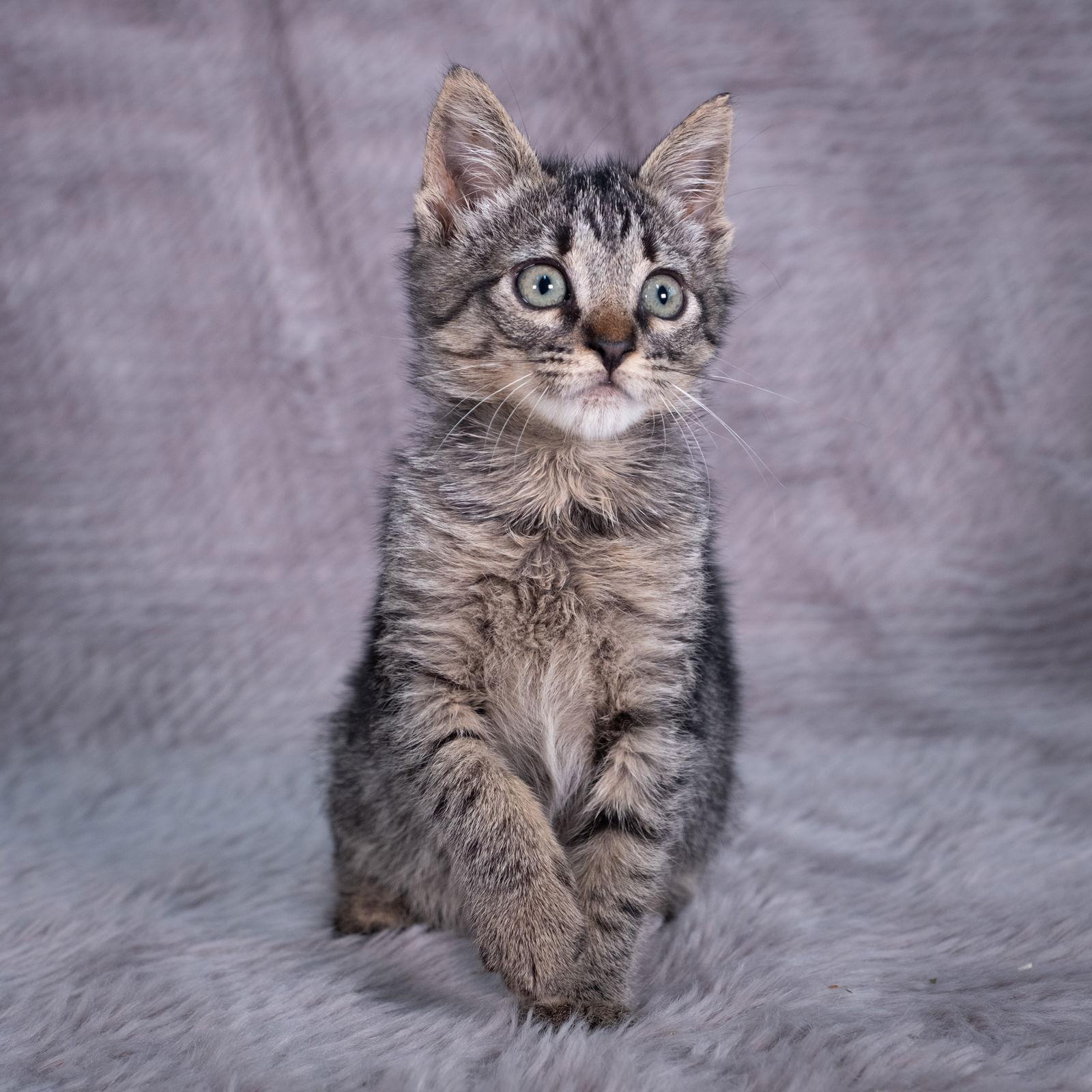 Pallas - Andrea foster, a Adoptable Domestic Short Hair in Social Circle, GA image 3/3
