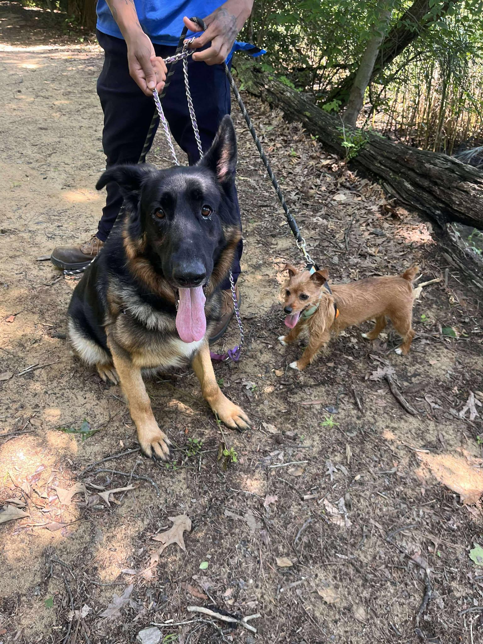 Penny (with Cash), Adult Female Terrier