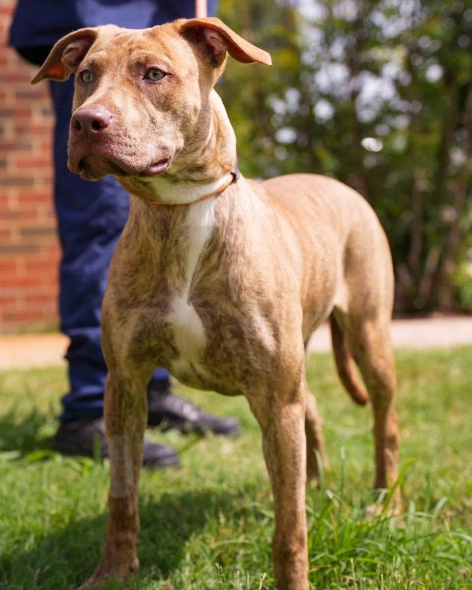 Cleo, ADOPTABLE, Adult Female Pit Bull Terrier.