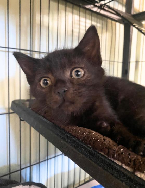 Cha-cha, Adoptable, Young Female Domestic Short Hair.