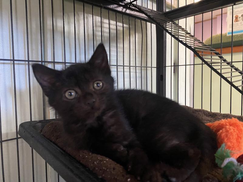 Enlarge Cha-cha, a Adoptable Domestic Short Hair in Cortland, NY image 2/3