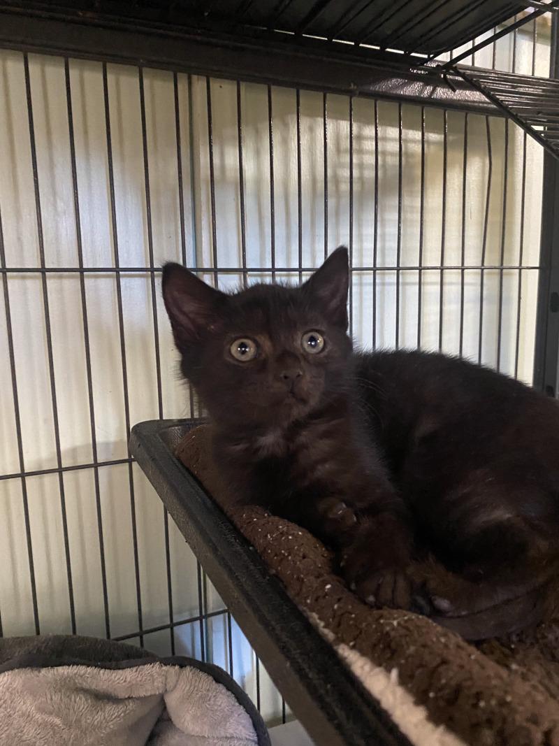 Enlarge Cha-cha, a Adoptable Domestic Short Hair in Cortland, NY image 3/3