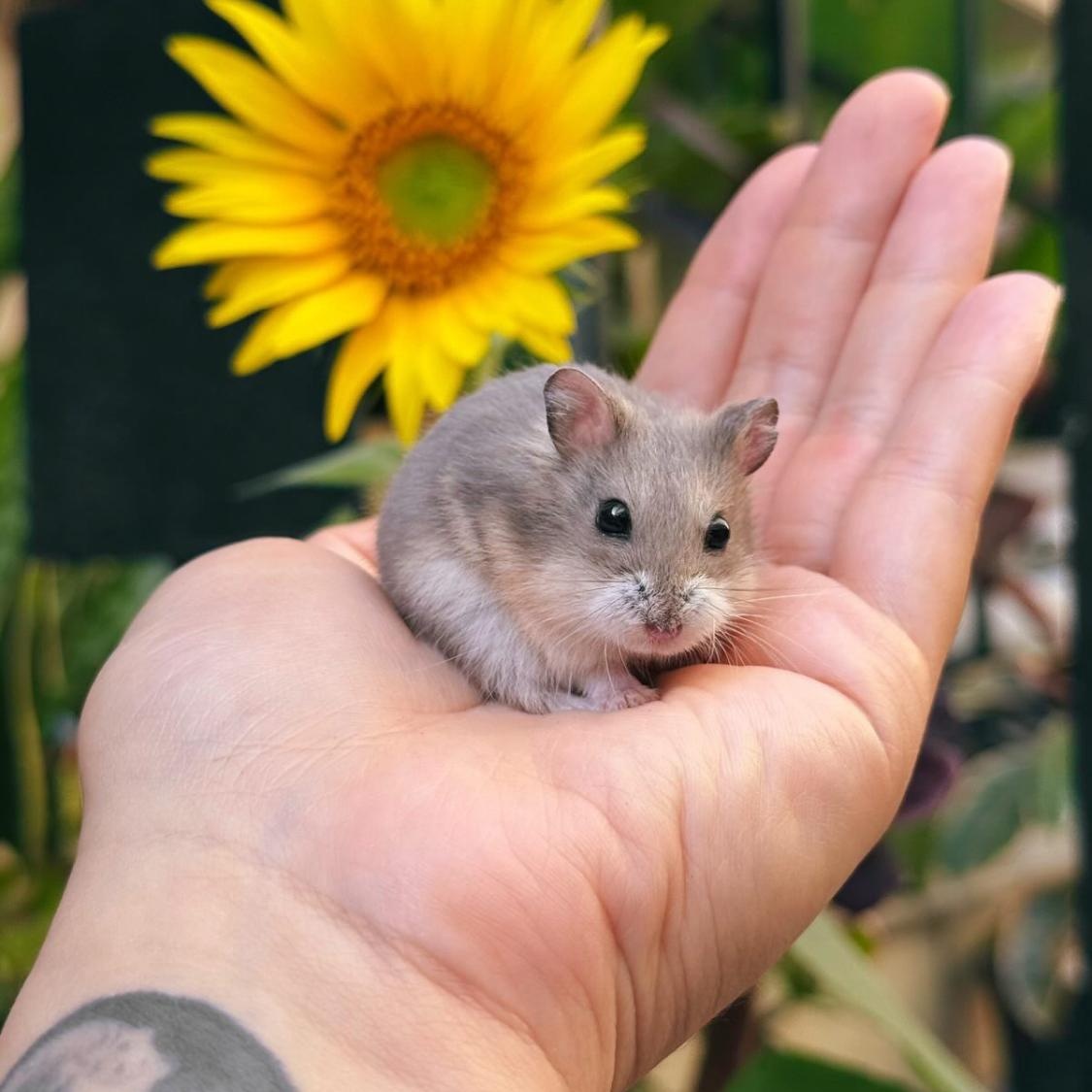 Meredith, ADOPTABLE, Baby Female Dwarf Hamster.