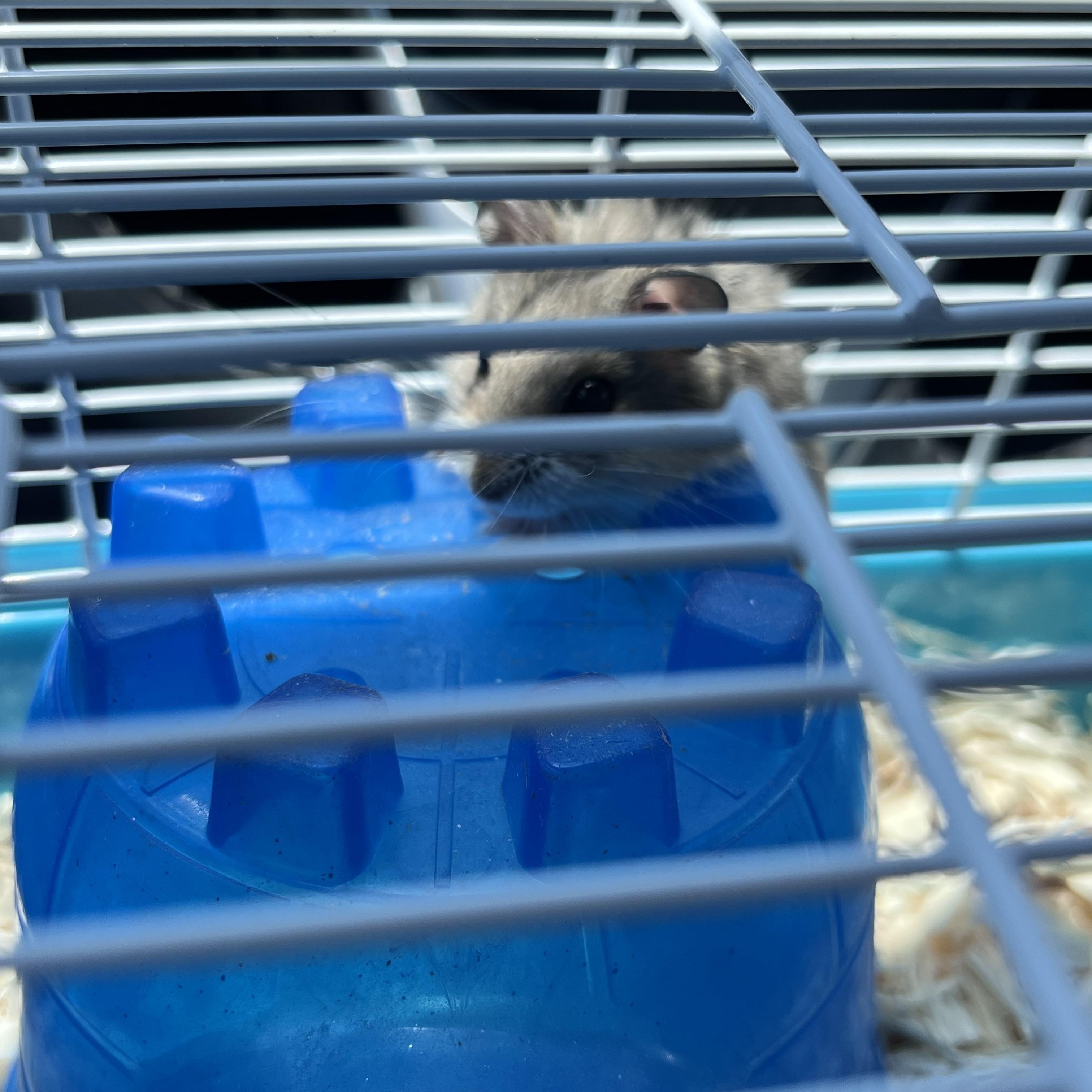 Enlarge Meredith, a ADOPTABLE Dwarf Hamster in West Hollywood, CA image 2/2
