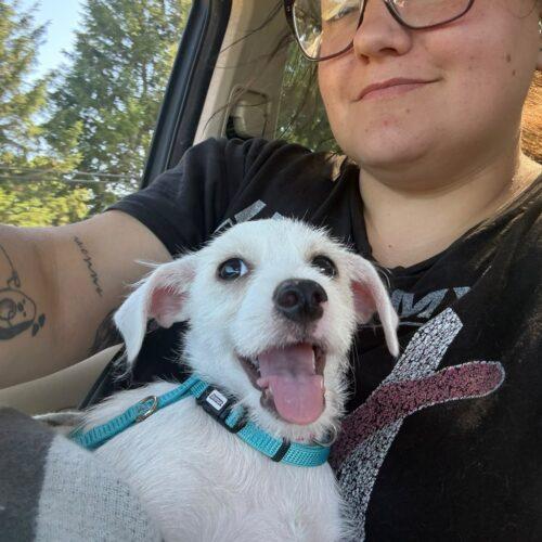 Chrissy, Adoptable, Young Female Chihuahua & Cockapoo.