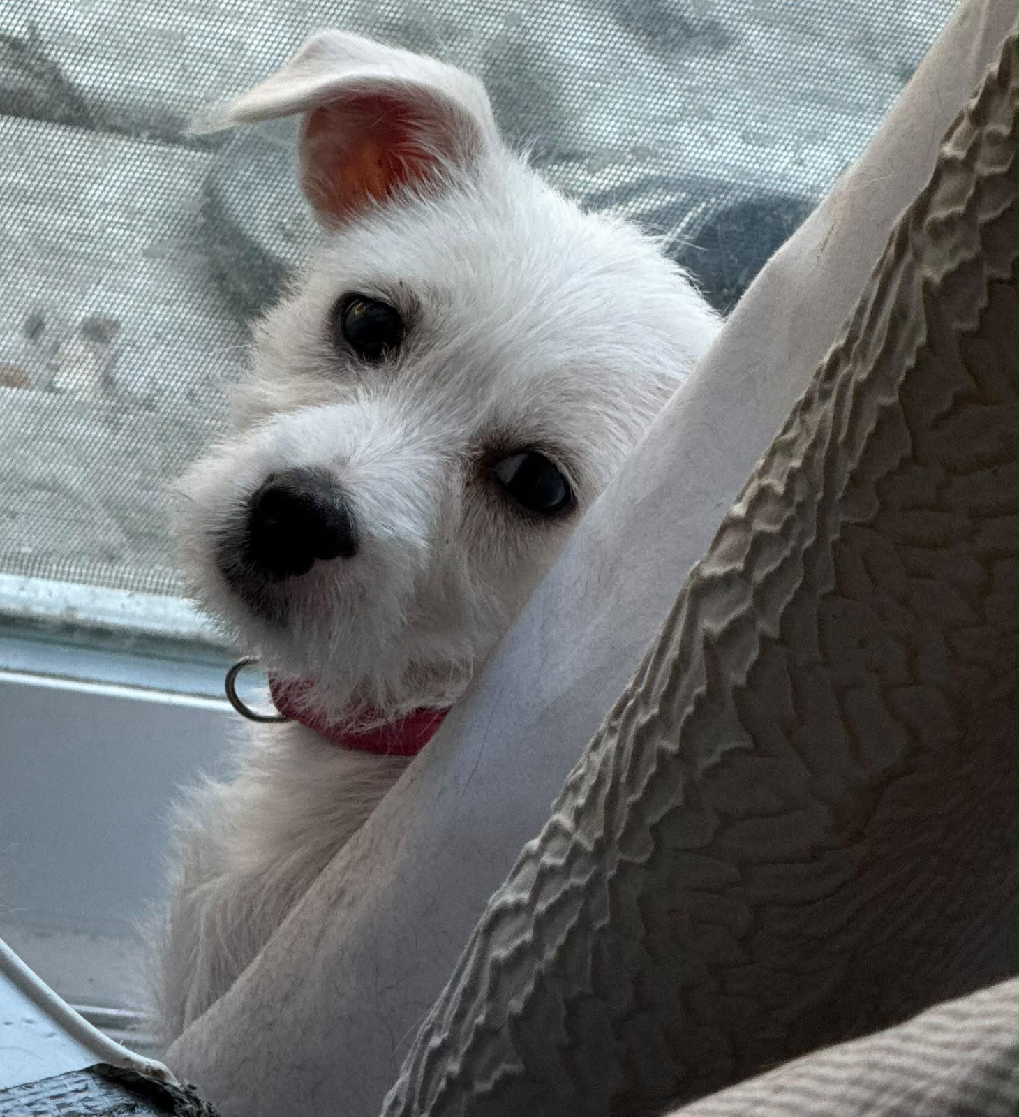 Enlarge Chrissy, a Adoptable mixed breed in Vienna, ON image 2/5