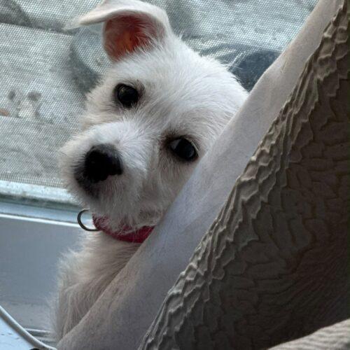 Enlarge Chrissy, a Adoptable mixed breed in Vienna, ON image 3/5