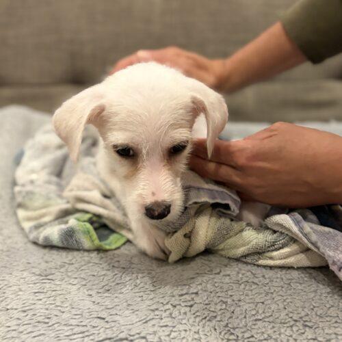 Enlarge Chrissy, a Adoptable mixed breed in Vienna, ON image 4/5