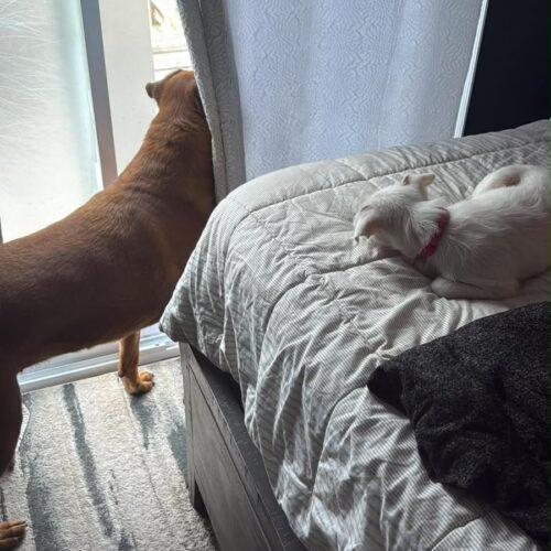 Enlarge Chrissy, a Adoptable mixed breed in Vienna, ON image 5/5