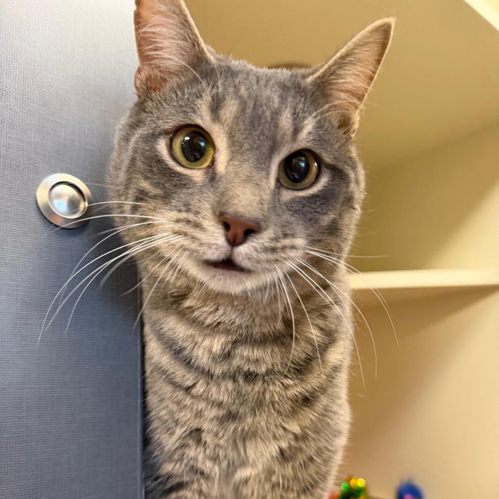 Leo, a Adoptable Domestic Short Hair in Cody, WY image 3/5
