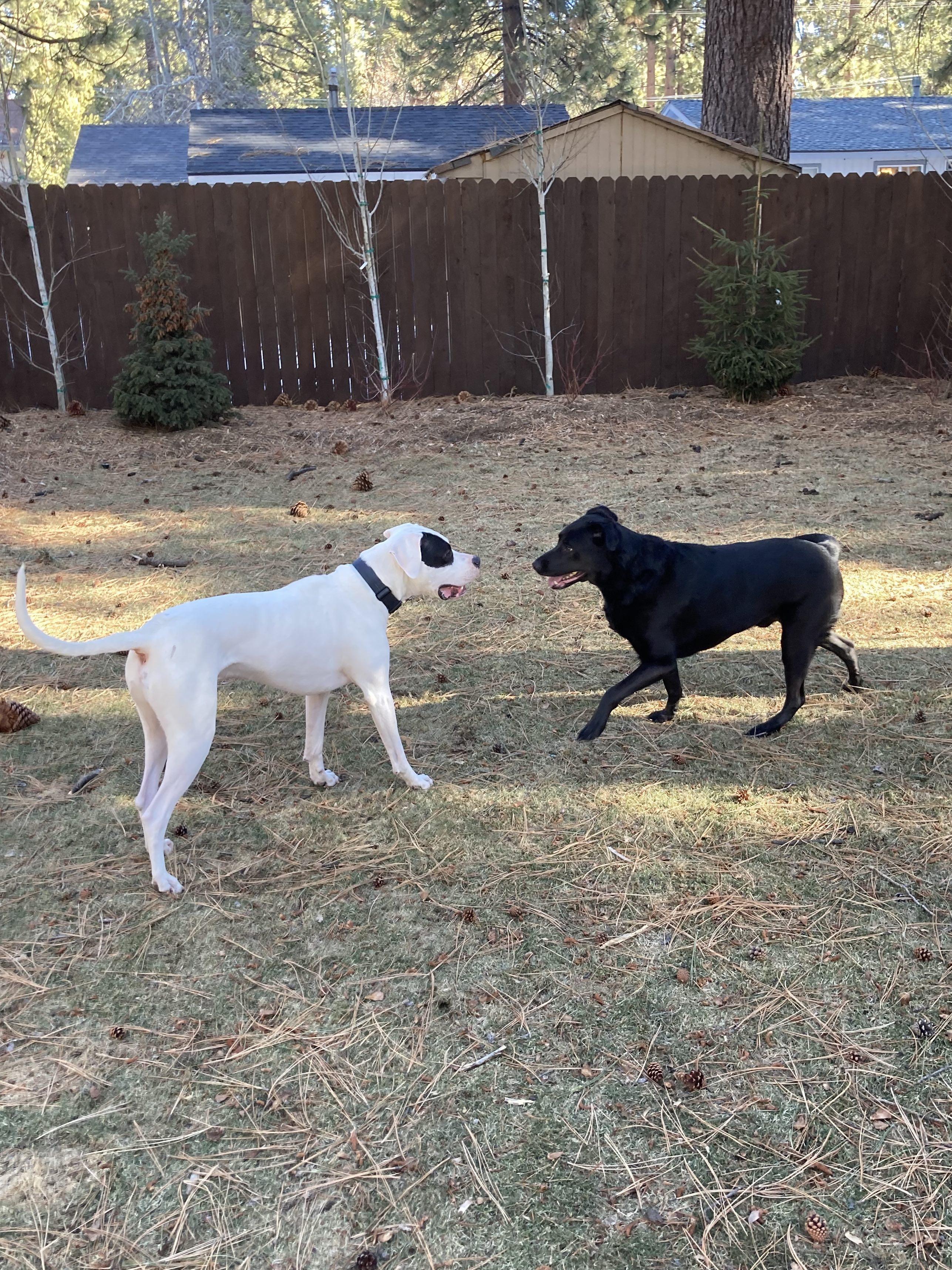 Forrest, a Adopted Black Labrador Retriever in Reno, NV image 2/2