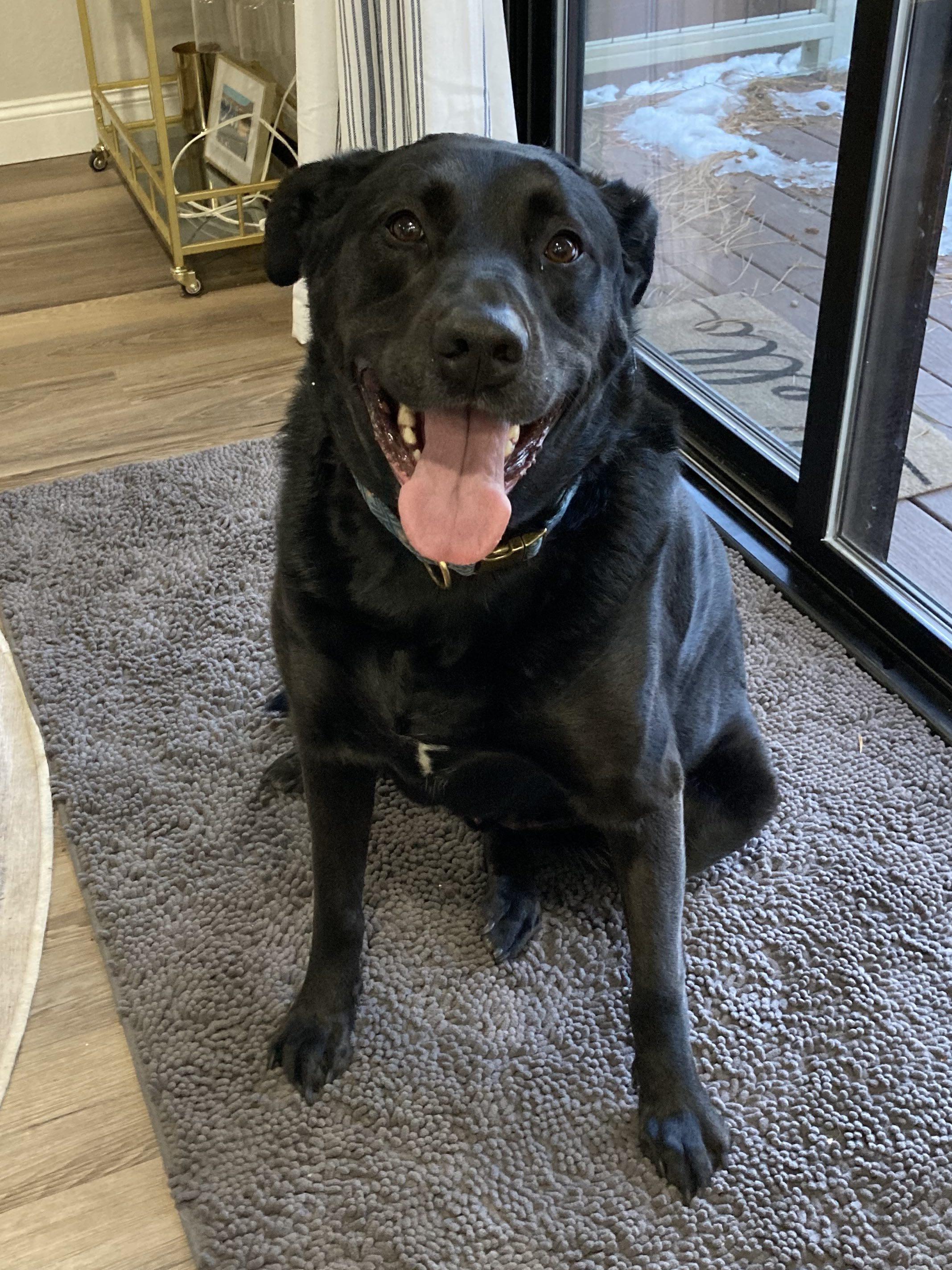 Forrest, a Adopted Black Labrador Retriever in Reno, NV image 1/2