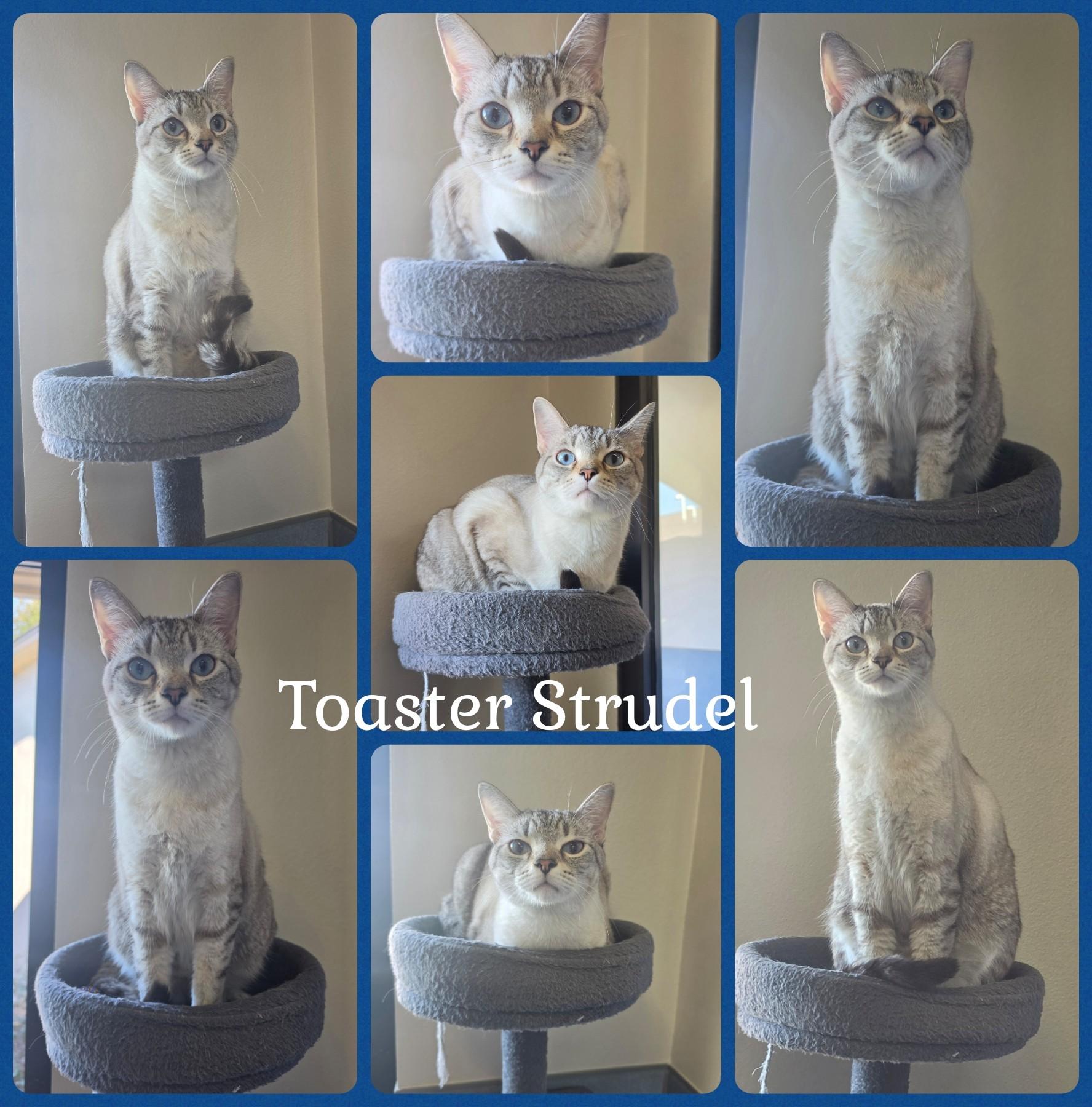 Toaster Strudel, Adopted, Adult Male Domestic Short Hair.