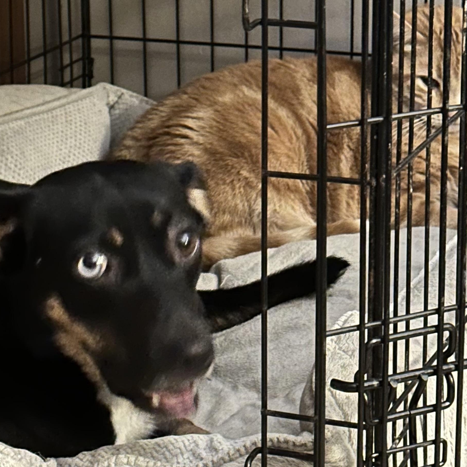 Enlarge Roxy, a ADOPTABLE mixed breed in Seabrook, NH image 6/6