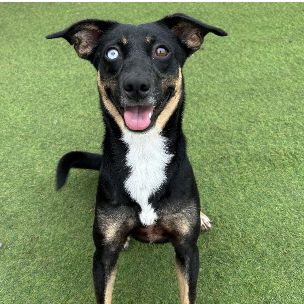 Enlarge Roxy, a ADOPTABLE mixed breed in Seabrook, NH image 1/6
