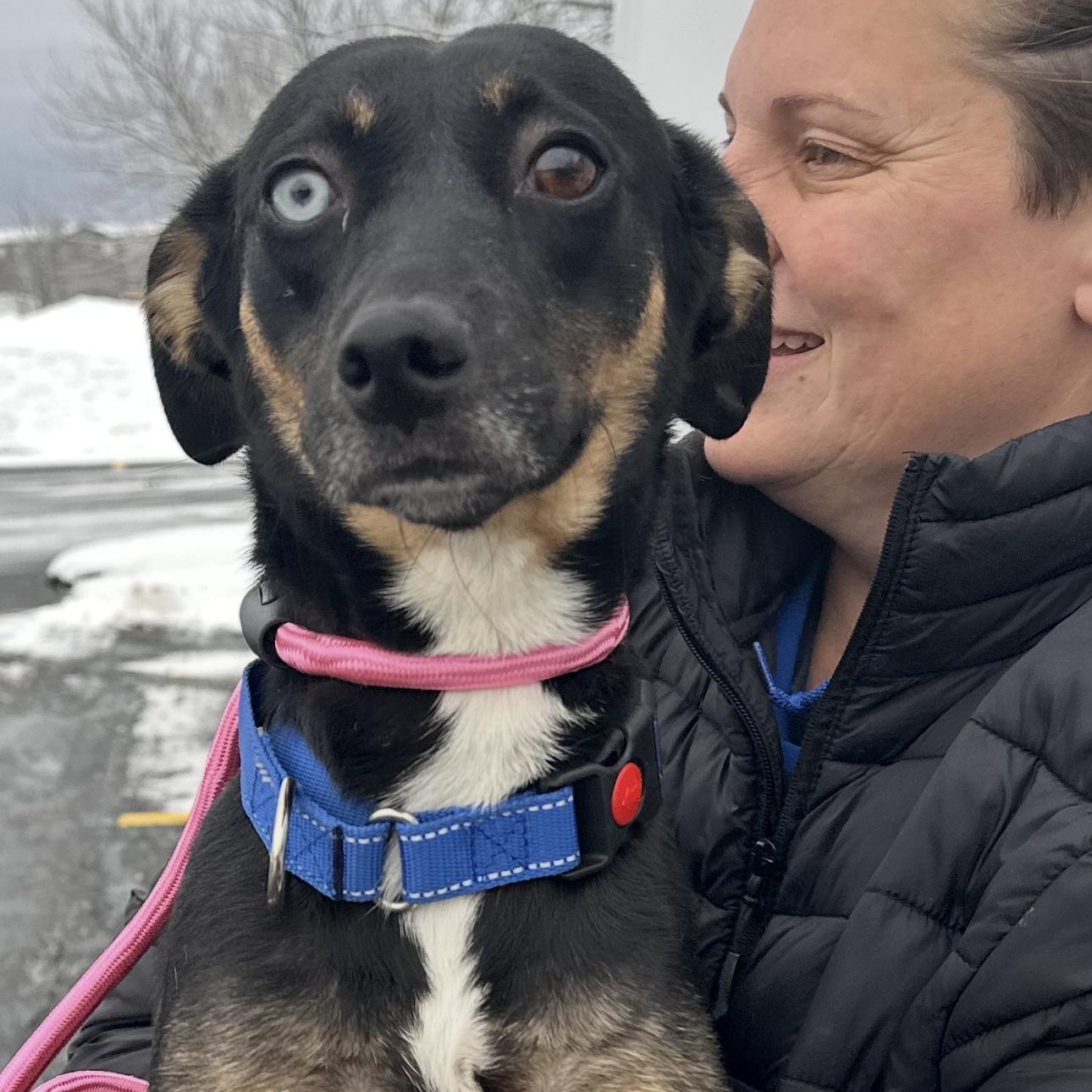 Enlarge Roxy, a ADOPTABLE mixed breed in Seabrook, NH image 3/6