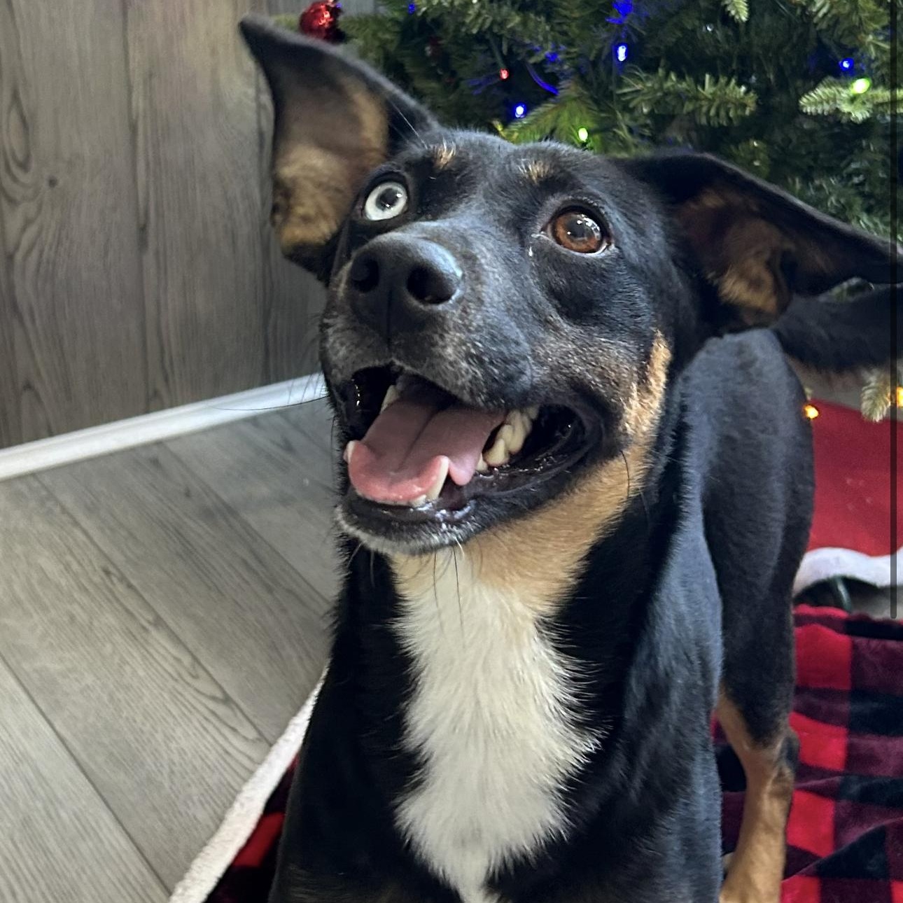 Enlarge Roxy, a ADOPTABLE mixed breed in Seabrook, NH image 2/6