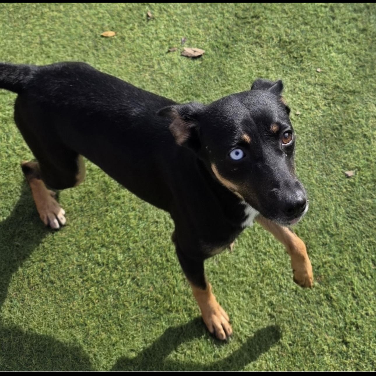 Enlarge Roxy, a ADOPTABLE mixed breed in Seabrook, NH image 5/6