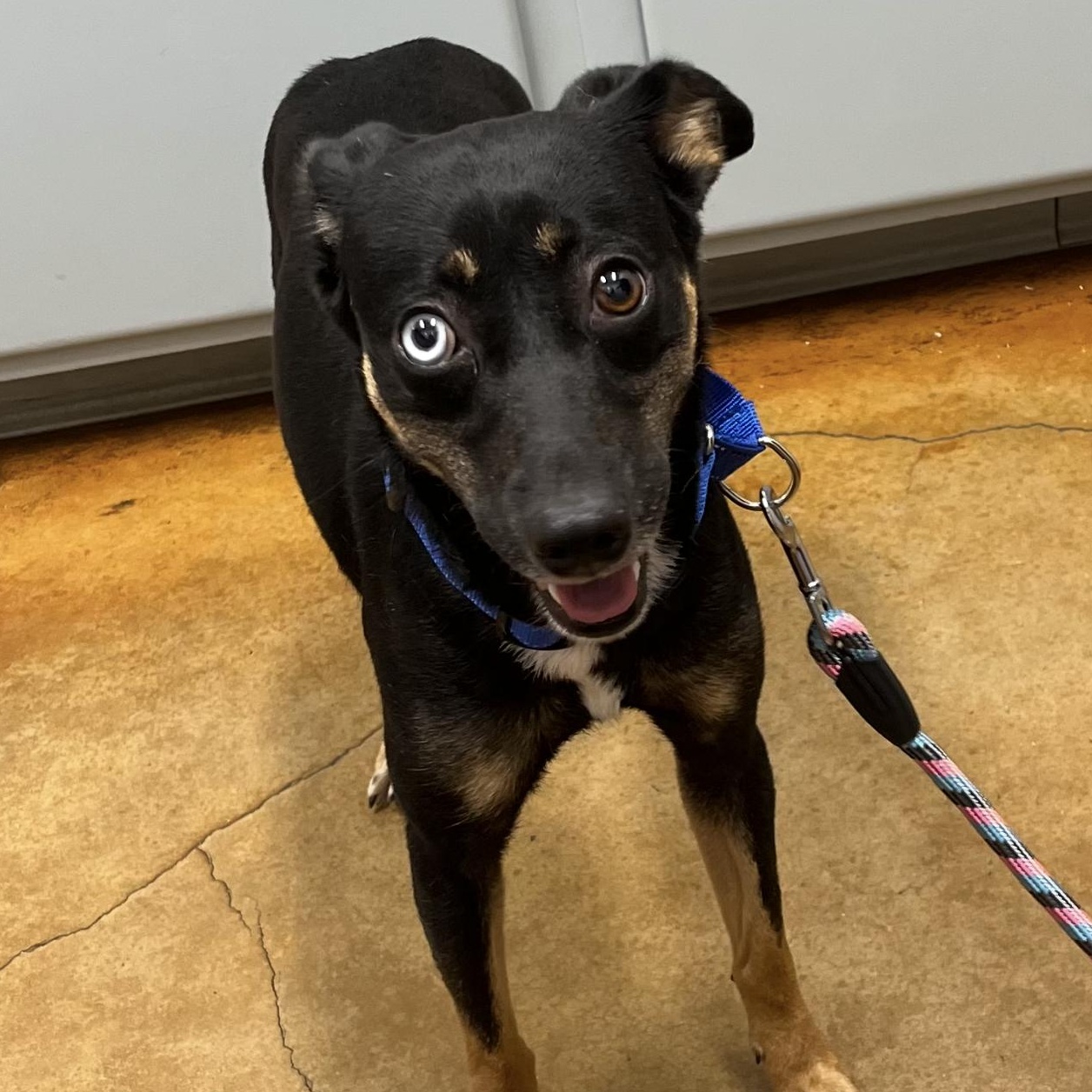 Enlarge Roxy, a ADOPTABLE mixed breed in Seabrook, NH image 4/6