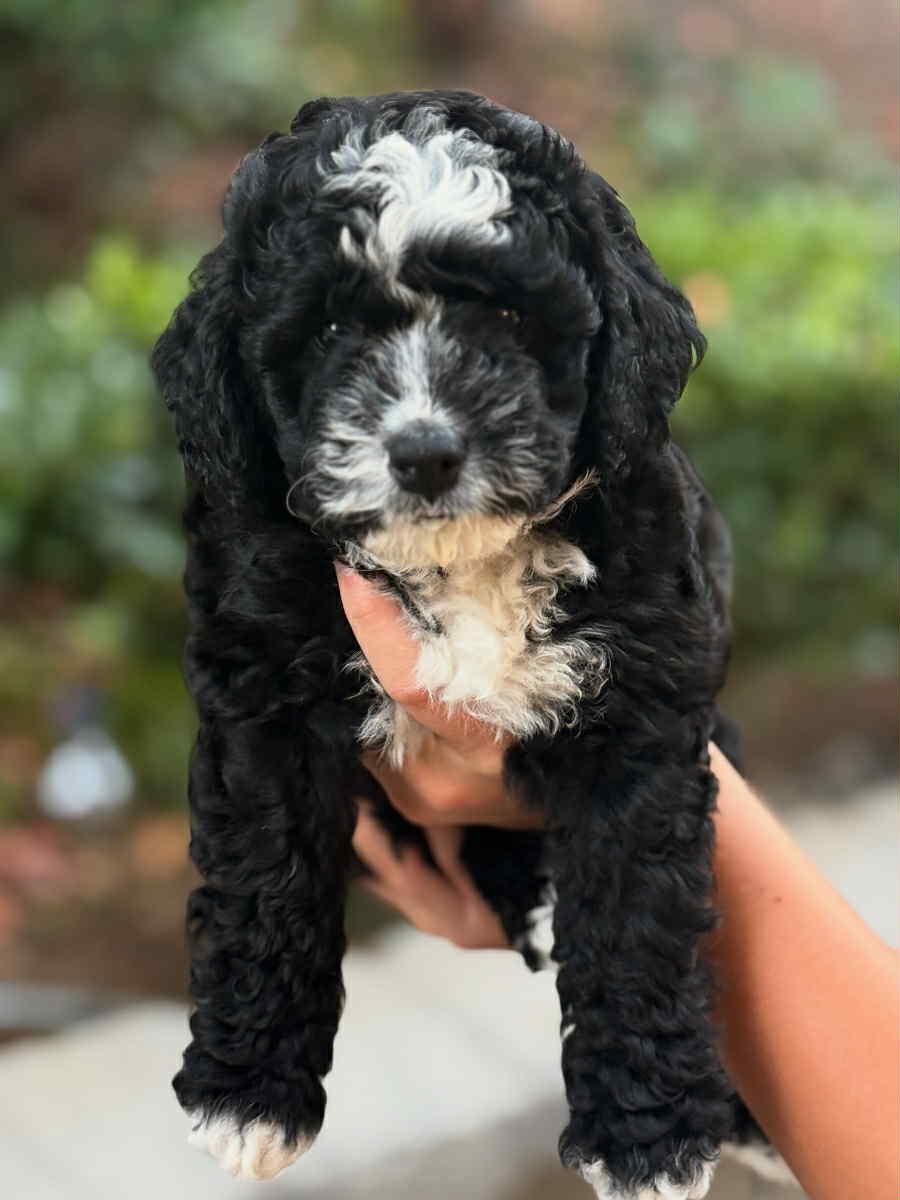 Winnie, an adoptable Aussiedoodle in Arcadia, CA, 91066 | Photo Image 1