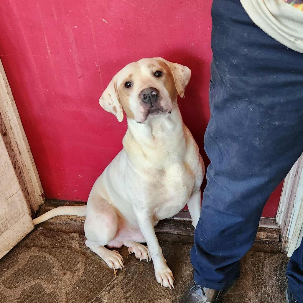 Toot, Adoptable, Young Male Labrador Retriever & Mixed Breed.