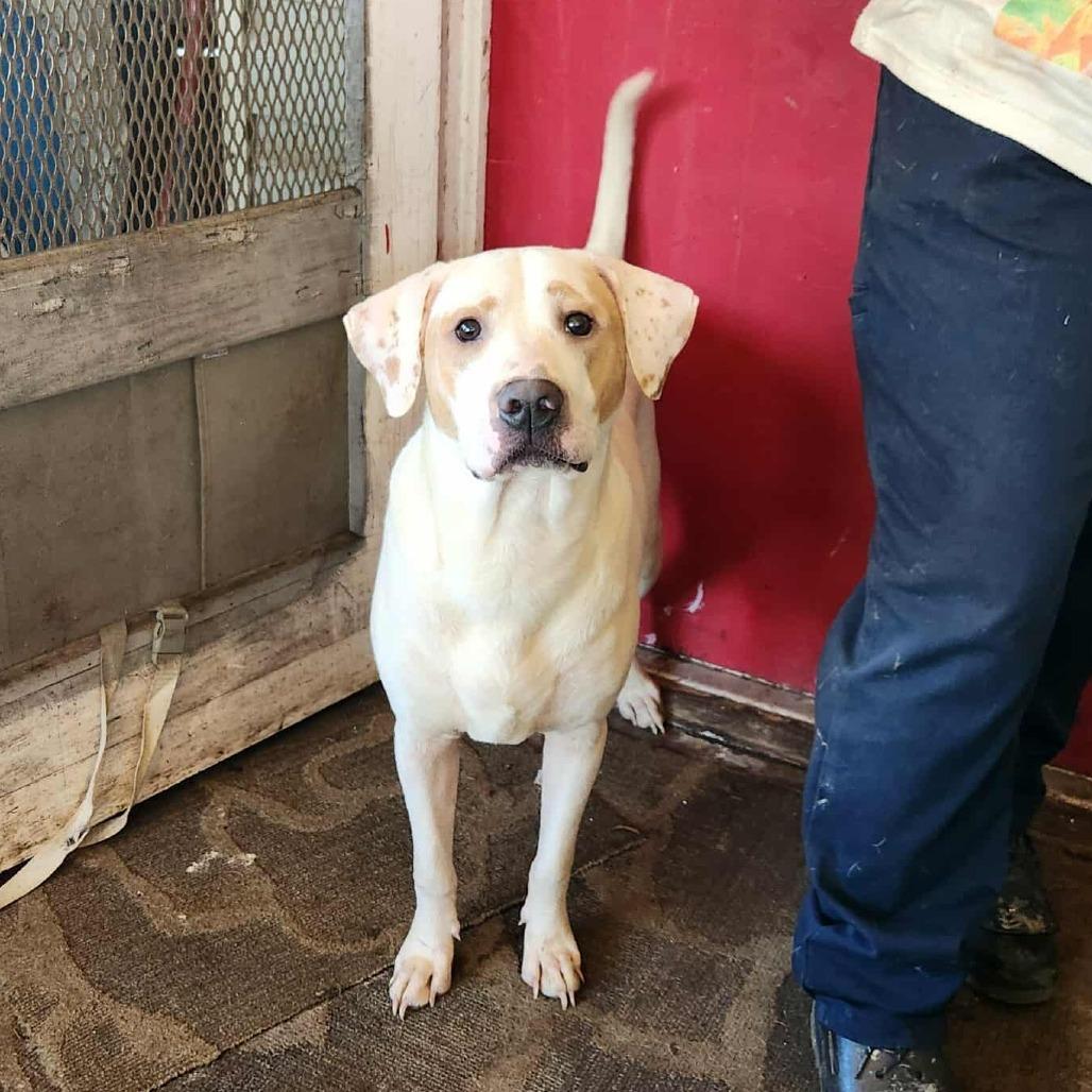 Toot, a Adoptable mixed breed in Hackett, AR image 1/3