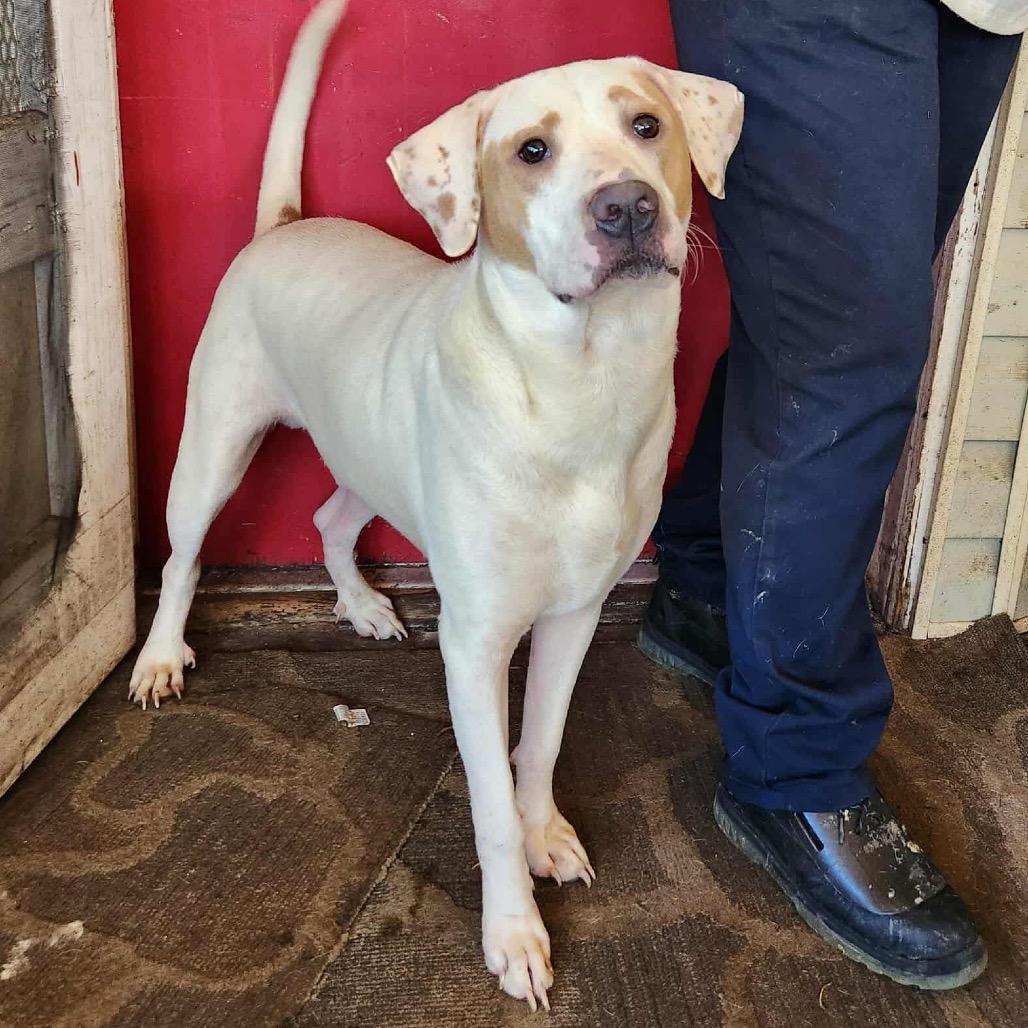 Toot, a Adoptable mixed breed in Hackett, AR image 2/3