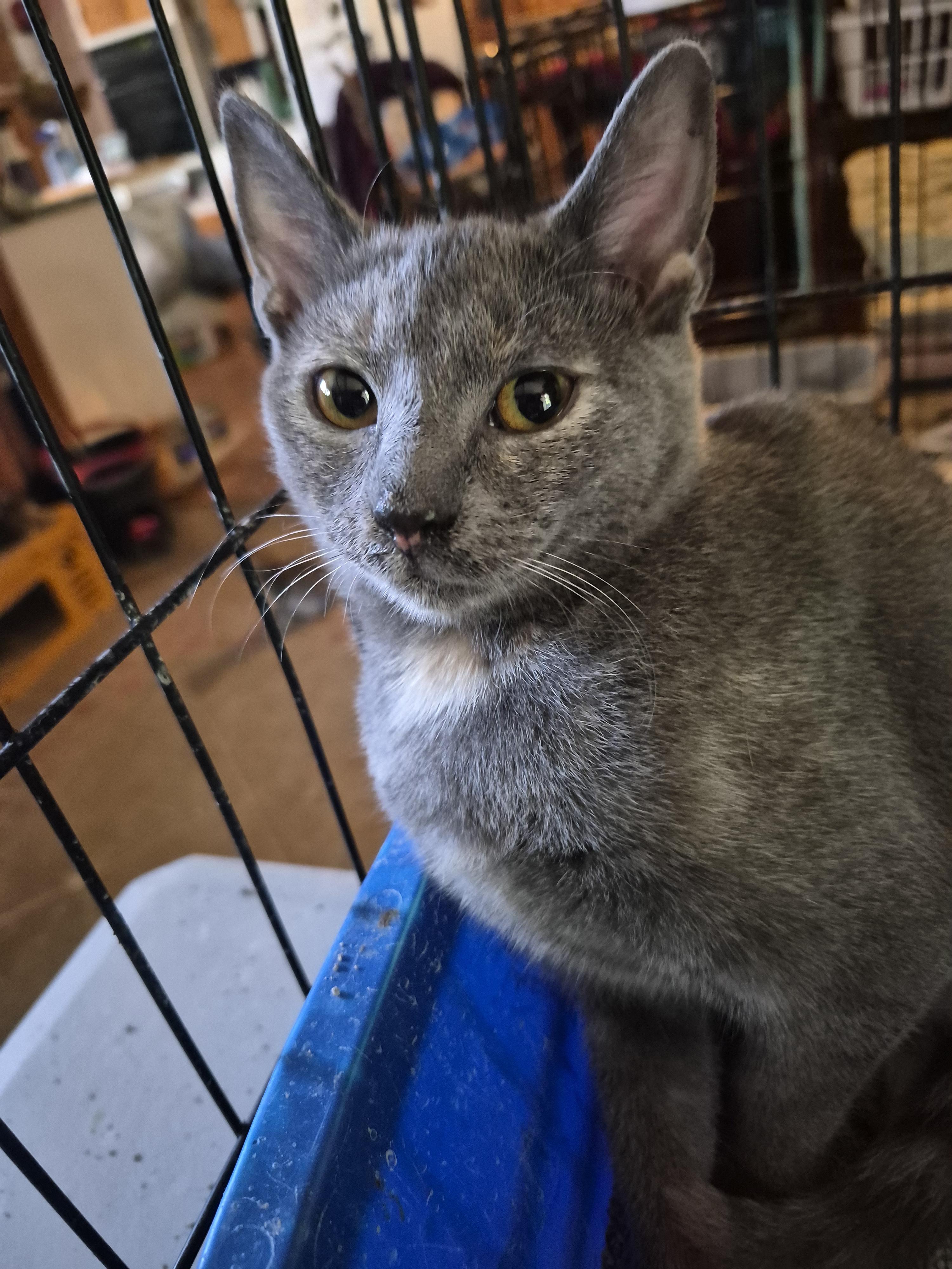 Glitter, an adoptable Dilute Tortoiseshell in Malden, MA image 4/4
