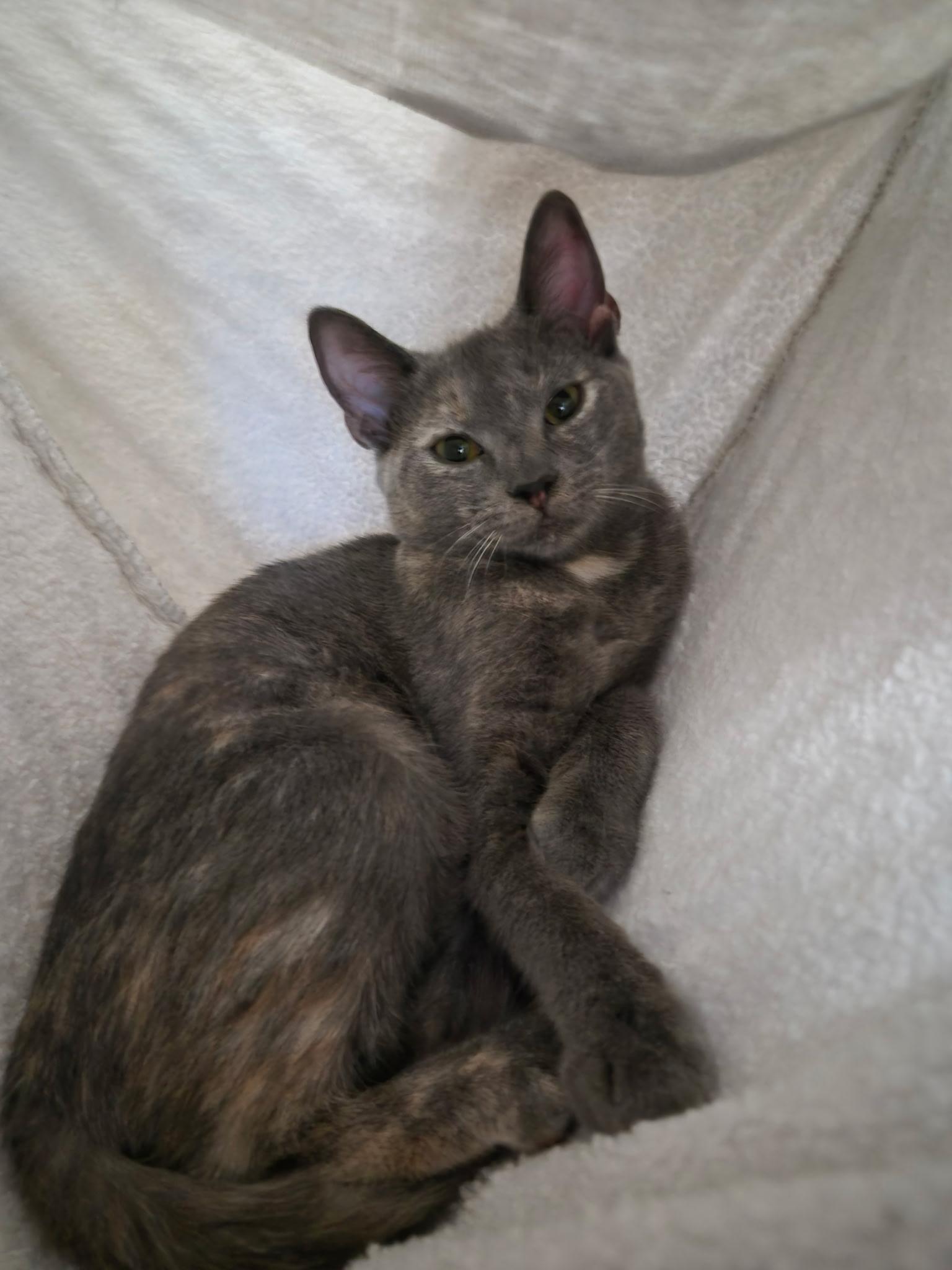 Glitter, adoptable, Kitten Female Dilute Tortoiseshell.