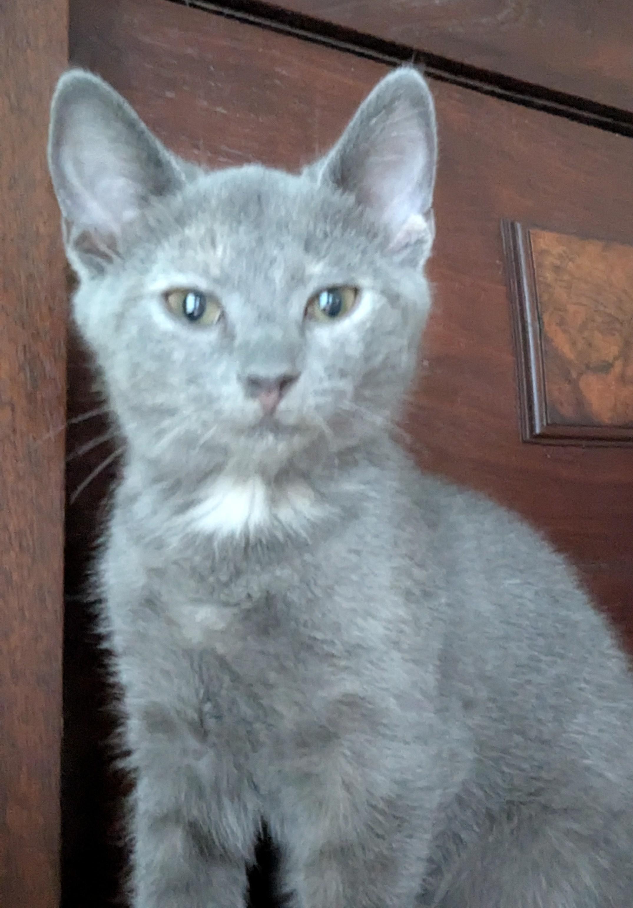 Glitter, an adoptable Dilute Tortoiseshell in Malden, MA image 3/4
