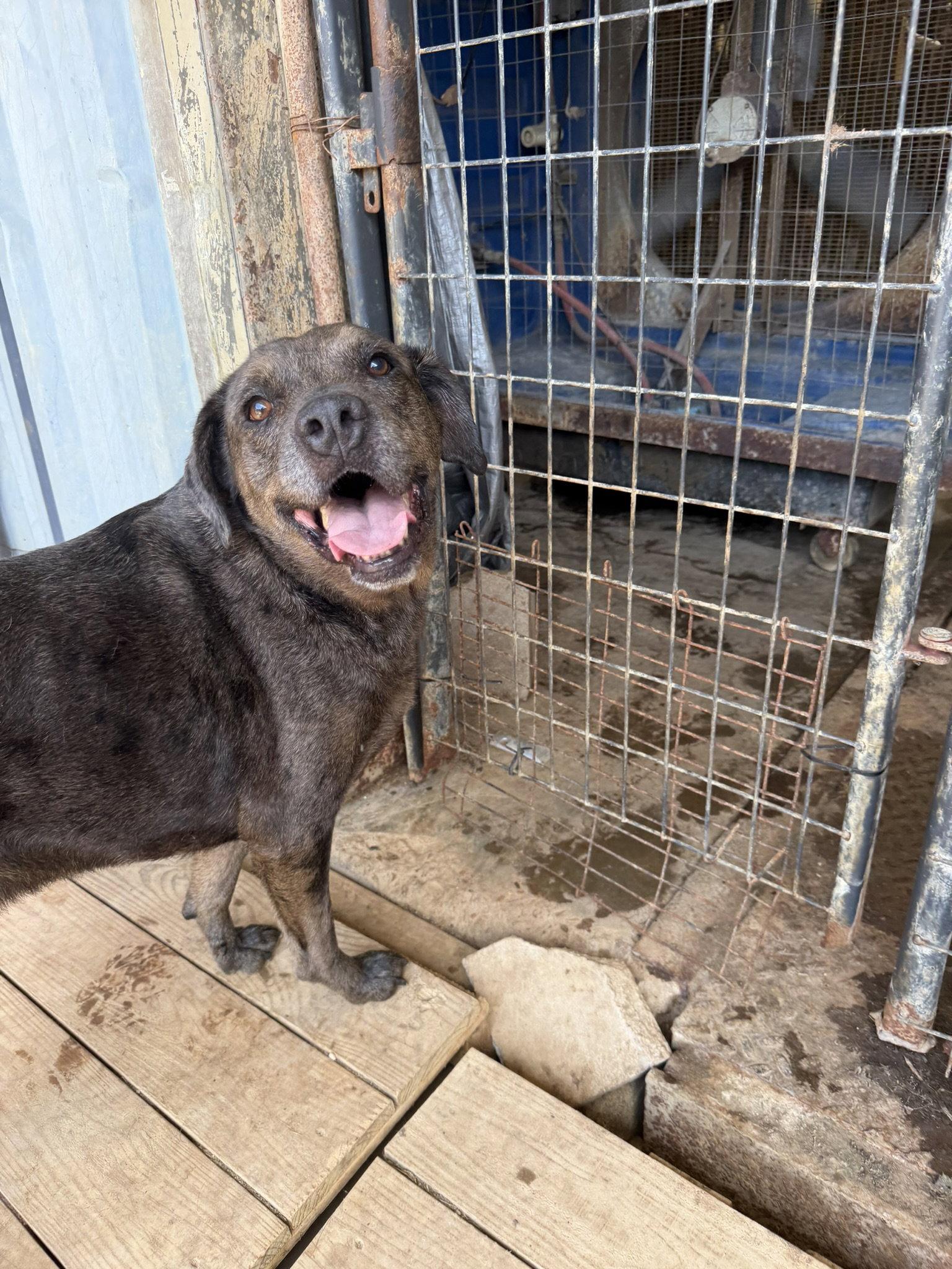 Butterbean, Adoptable, Senior Male Catahoula Leopard Dog.